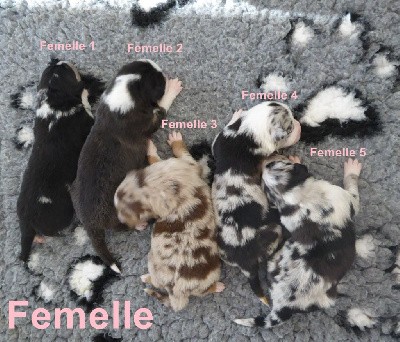 Femelle 5