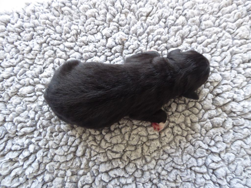 des Ribaudries - Chiots disponibles - Berger Australien
