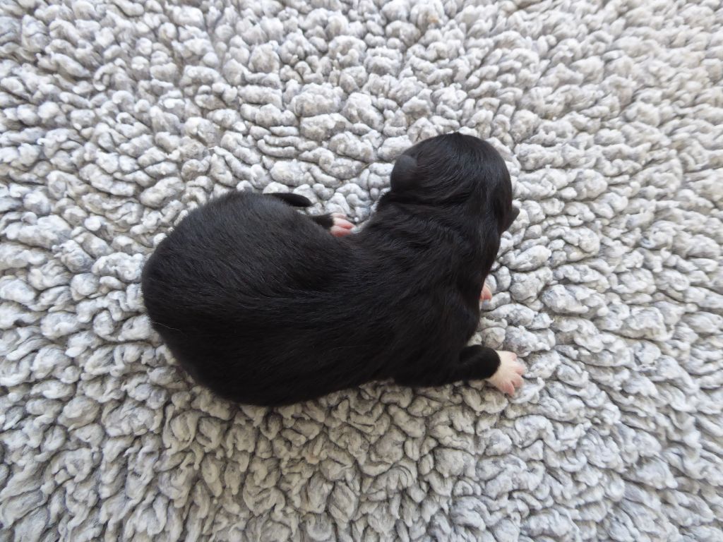 des Ribaudries - Chiots disponibles - Berger Australien