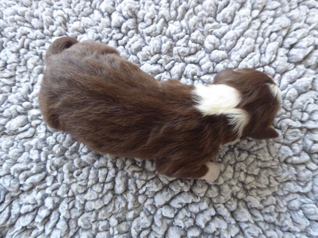 des Ribaudries - Chiots disponibles - Berger Australien