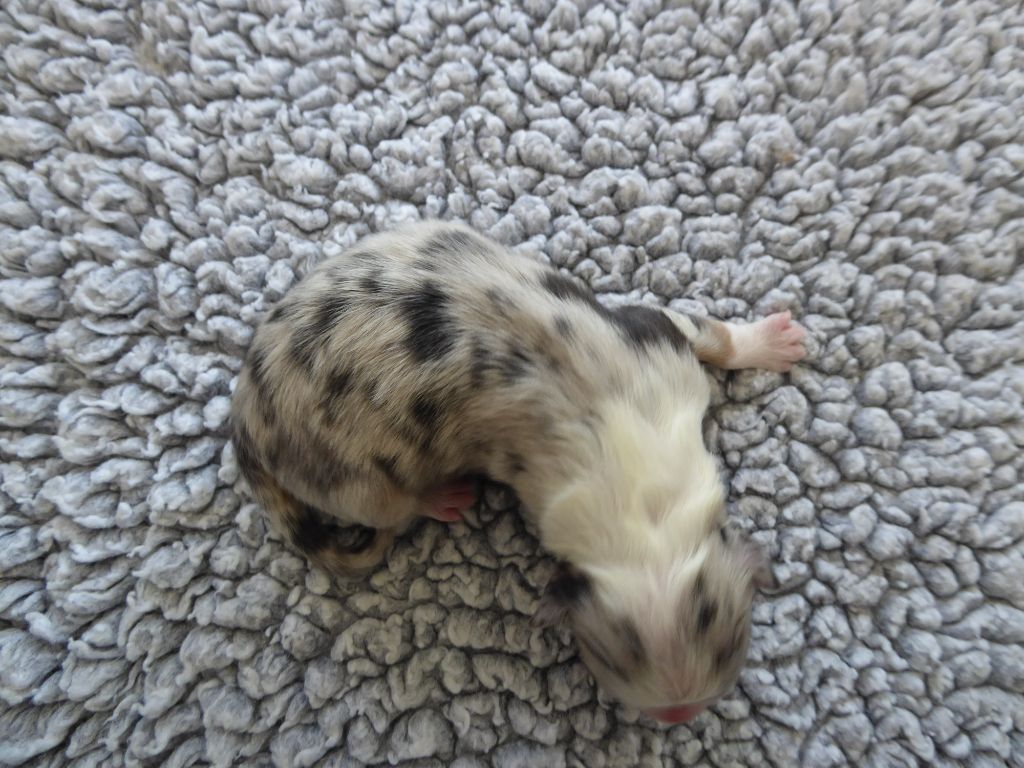 des Ribaudries - Chiots disponibles - Berger Australien