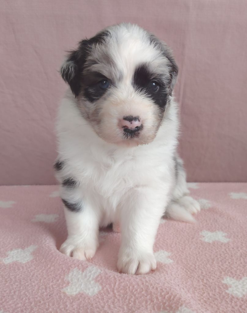 des Ribaudries - Chiots disponibles - Berger Australien