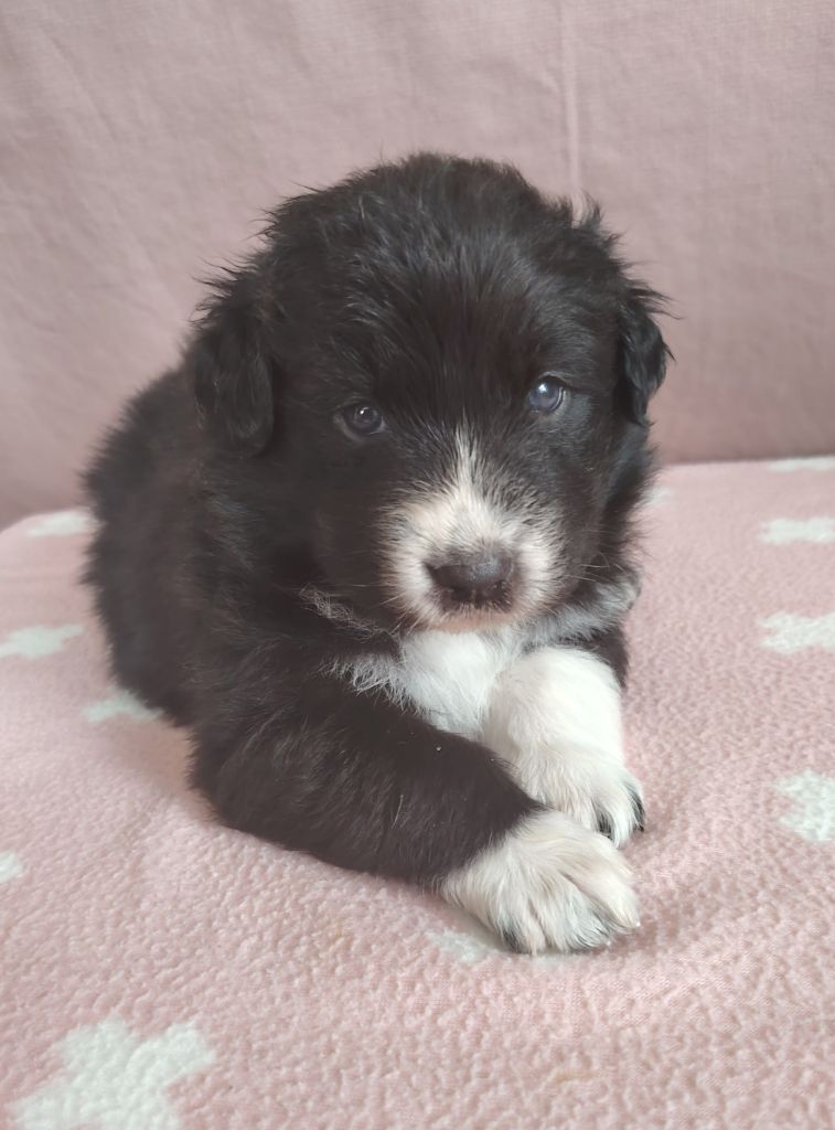 des Ribaudries - Chiots disponibles - Berger Australien