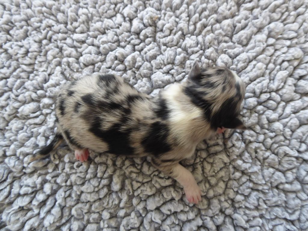des Ribaudries - Chiots disponibles - Berger Australien