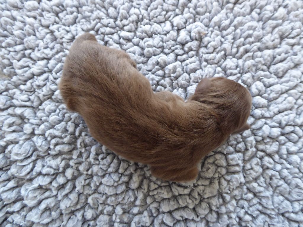 des Ribaudries - Chiots disponibles - Berger Australien
