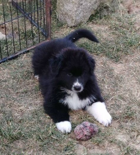des Ribaudries - Chiots disponibles - Berger Australien