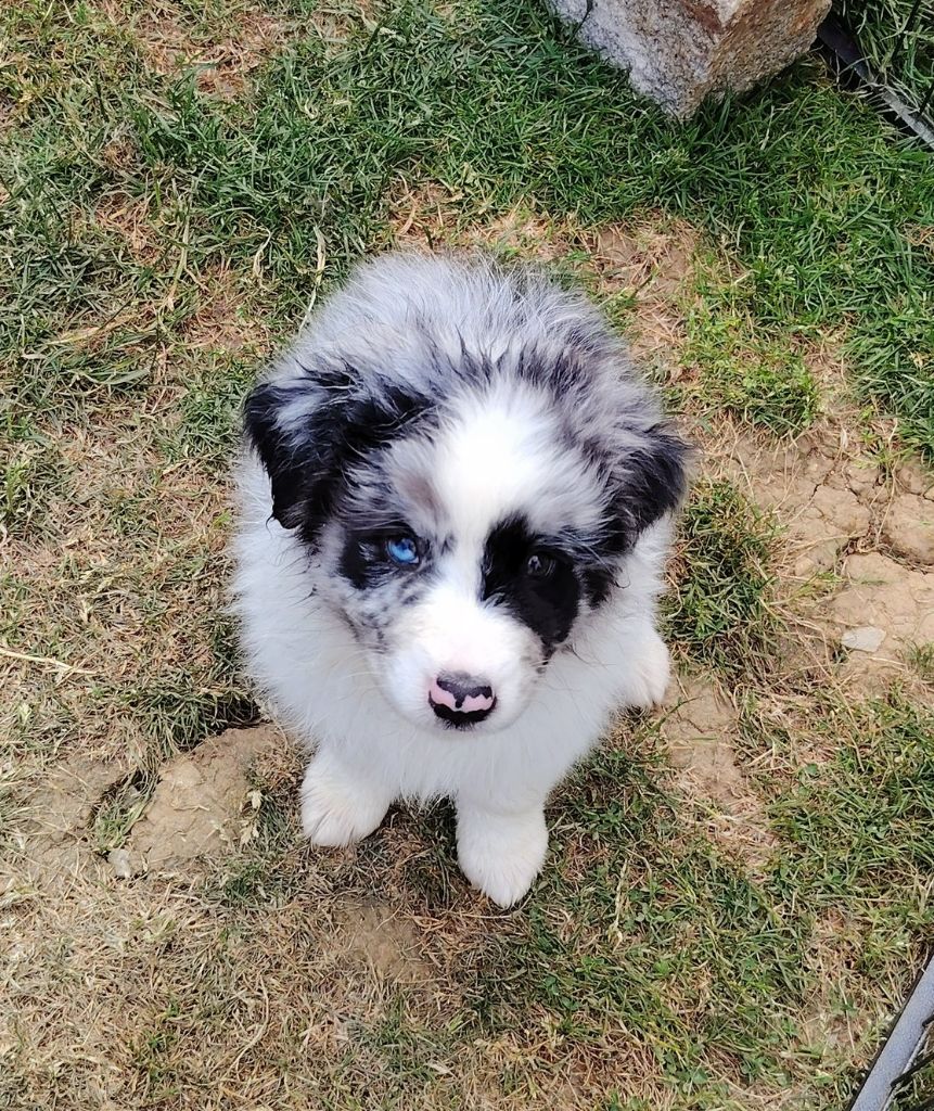 des Ribaudries - Chiots disponibles - Berger Australien