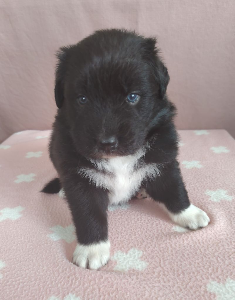 des Ribaudries - Chiots disponibles - Berger Australien
