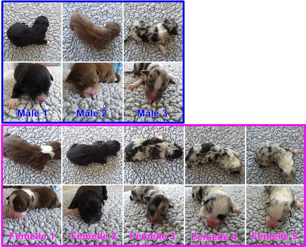 Chiot Berger Australien des Ribaudries