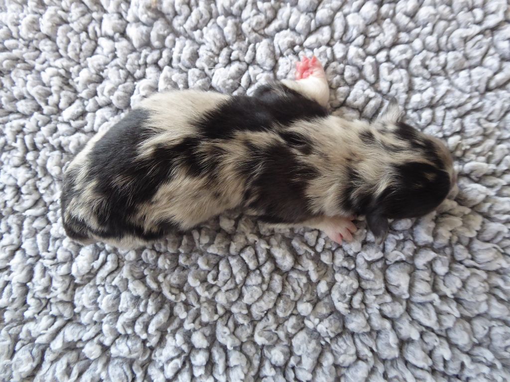 des Ribaudries - Chiots disponibles - Berger Australien