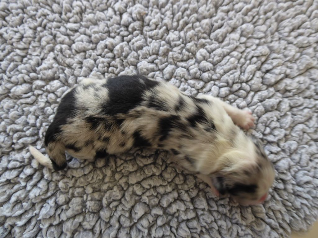 des Ribaudries - Chiots disponibles - Berger Australien